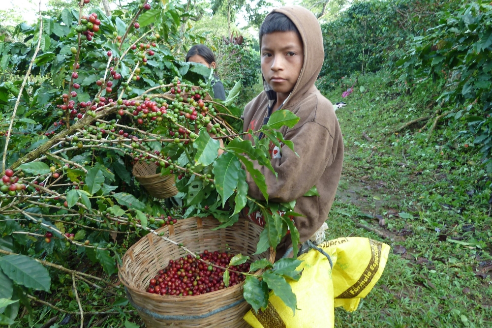 Bub erntet Kaffeekirschen