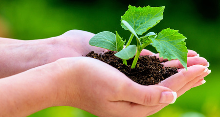 Kirchen starten wieder in die 'Schöpfungszeit'