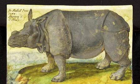 Naturnahes Aquarell „Nashornkuh von Madrid“ aus den Beständen der ehemaligen Serviten-Bibliothek Innsbruck