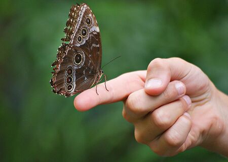 Schmetterling auf einem Finger