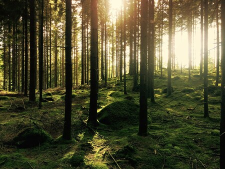 Wald
