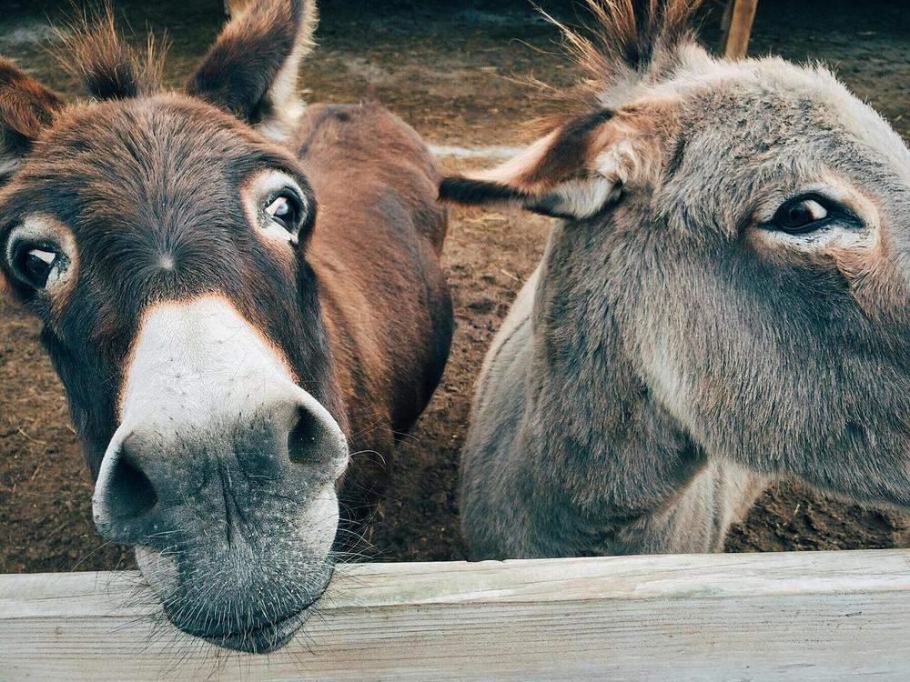 Esel / pixabay via pexels / CC0 Caritas und Hilfswerke laden zu 'Schenken mit Sinn'
